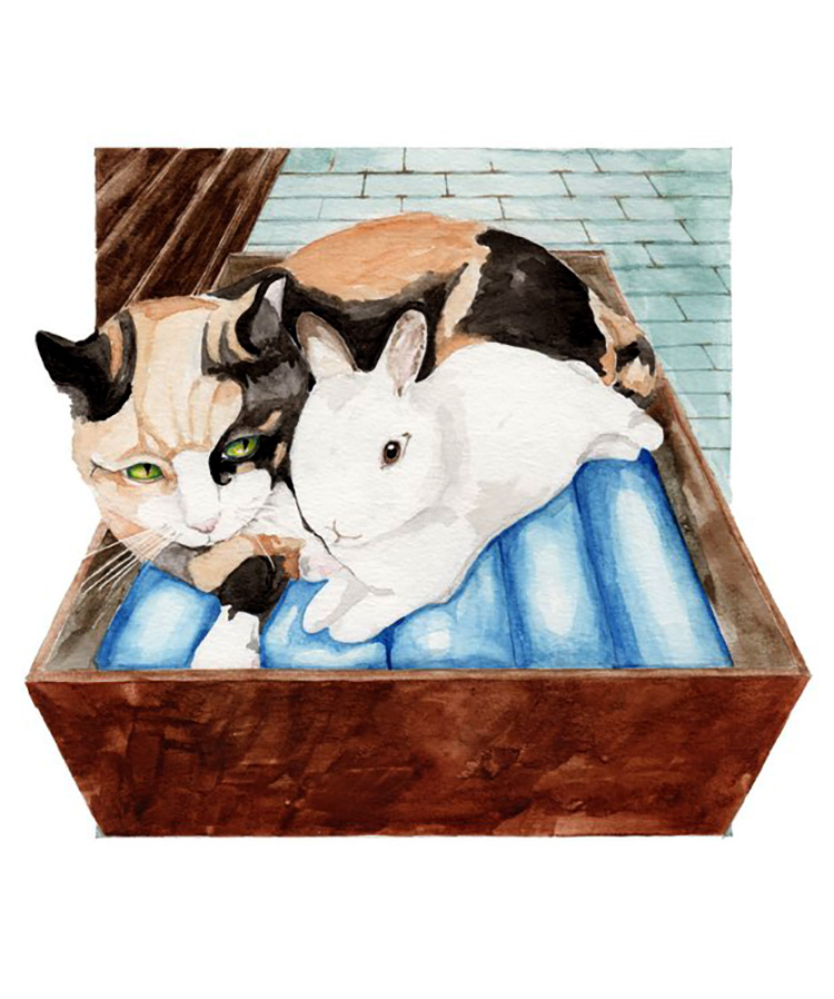 children's book illustration cat and rabbiit